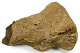 Triceratops Metatarsal Bone Section - Wyoming #371521-1